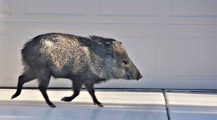 javelina